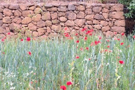 Villa Rural Faldas Del Teide Icod De Los Vinos Exterior foto